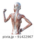 筋肉標本　女性　perming3DCGイラスト素材 91422967