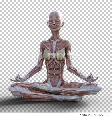 Muscle specimen female perming3DCG illustration material 91422968