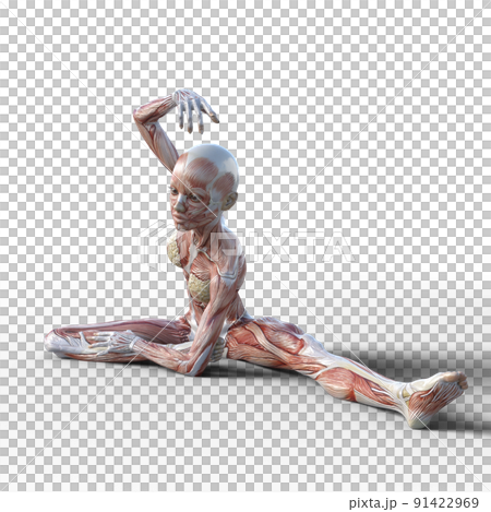 筋肉標本　女性　perming3DCGイラスト素材 91422969