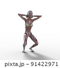 筋肉標本　女性　perming3DCGイラスト素材 91422971