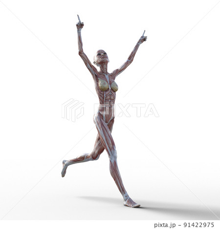 筋肉標本 女性 perming3DCGイラスト素材 筋肉標本 女性 perming3DCGイラスト素材 91422975