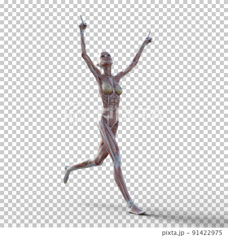 筋肉標本 女性 perming3DCGイラスト素材 筋肉標本 女性 perming3DCGイラスト素材 91422975