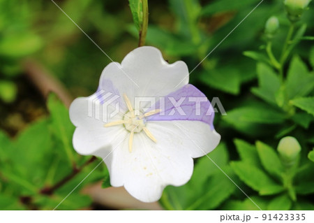 花弁に紫色のストライプが入った アポイキキョウ 91423335