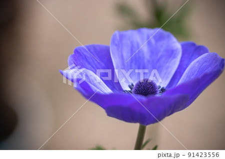 アネモネの花　春のイメージ 91423556