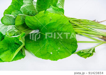 春野菜　葉ごぼう 91423654