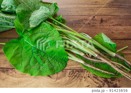 春野菜　葉ごぼう 91423656