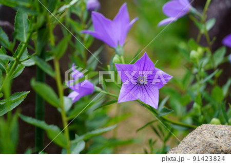 ならまち・元興寺・綺麗なキキョウの開花 ならまち・元興寺・綺麗なキキョウの開花 91423824