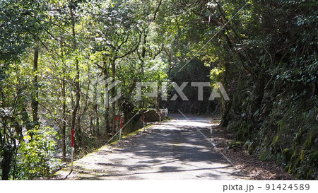 三重県北牟婁郡紀北町 銚子川沿いの林道 91424589
