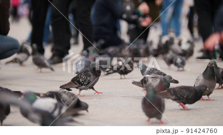 The streets of Venice, pigeons roam the square among people. The streets of Venice, pigeons roam the square among people. 91424760