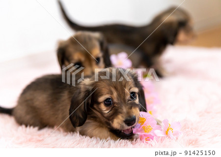 カニンヘンダックスフンド カニンヘンダックスフンド 91425150