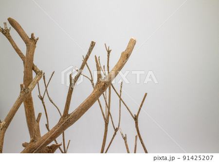 並んだアセビの枯れ枝 白背景 Dead branches of pieris japonica 91425207