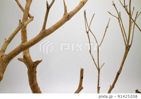 並んだアセビの枯れ枝 白背景 Dead branches of pieris japonica 91425208