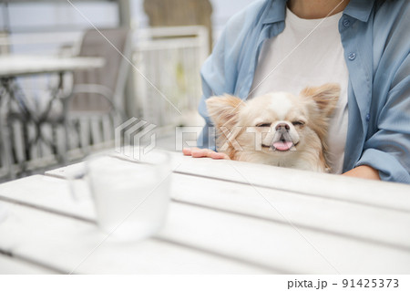 ドッグカフェのテラス席で膝の上で女性に抱っこされるクリーム色のロングコートチワワ ドッグカフェのテラス席で膝の上で女性に抱っこされるクリーム色のロングコートチワワ 91425373