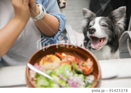 ドッグカフェのテラス席で飼い主が食事をしている横でそれを見つめるボーダーコリー ドッグカフェのテラス席で飼い主が食事をしている横でそれを見つめるボーダーコリー 91425378