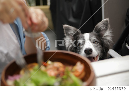 ドッグカフェのテラス席で飼い主が食事をしている横でそれを見つめるボーダーコリー 91425379