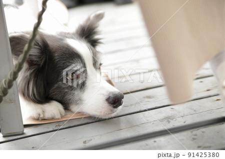ドッグカフェのテラス席で飼い主が座る下でフセるボーダーコリー 91425380