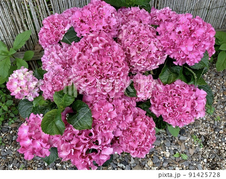 満開の紫陽花(鉢植え)［形原温泉あじさいの里/愛知県蒲郡市］ 91425728