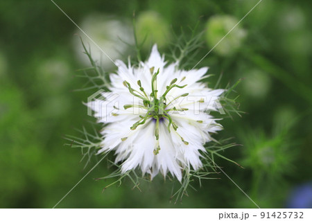 白いニゲラの花 91425732