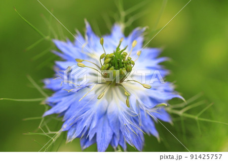 ブルーのニゲラの花 91425757