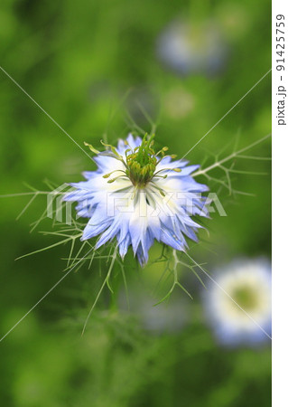 ブルーのニゲラの花 ブルーのニゲラの花 91425759