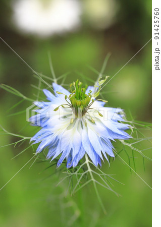 ブルーのニゲラの花 ブルーのニゲラの花 91425760