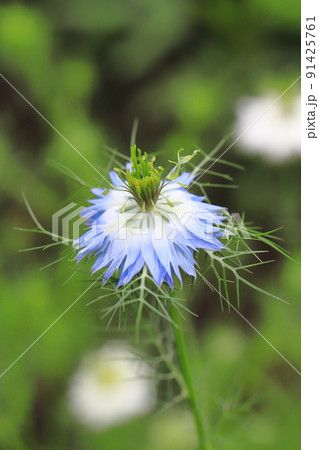 ブルーのニゲラの花 91425761