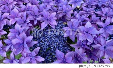 満開の紫陽花クローズアップ［形原温泉あじさいの里/愛知県蒲郡市］ 91425795