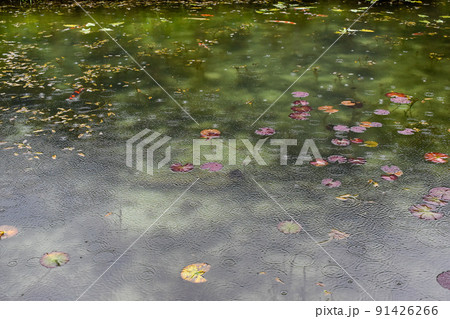 モネの池_岐阜観光のインスタ映えスポット モネの池_岐阜観光のインスタ映えスポット 91426266