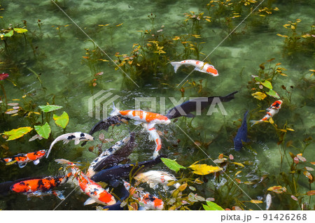 モネの池_岐阜観光のインスタ映えスポット 91426268