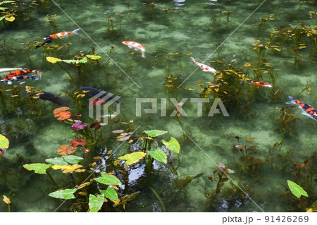 モネの池_岐阜観光のインスタ映えスポット 91426269