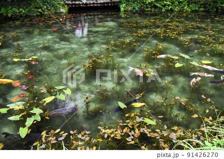 モネの池_岐阜観光のインスタ映えスポット 91426270