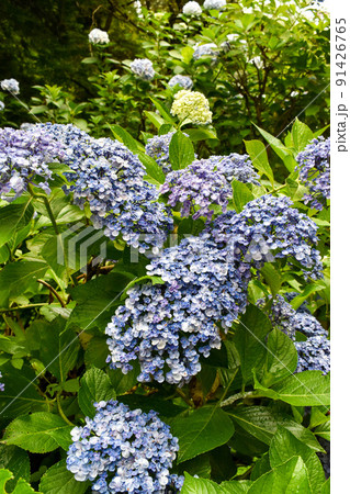 "あじさいの山寺"三光寺の紫陽花_梅雨の岐阜観光 91426765