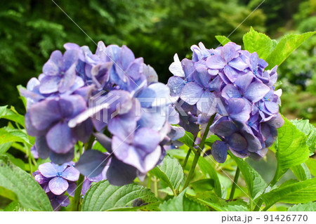 "あじさいの山寺"三光寺の紫陽花_梅雨の岐阜観光 91426770