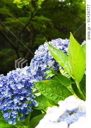 "あじさいの山寺"三光寺の紫陽花_梅雨の岐阜観光 91426777