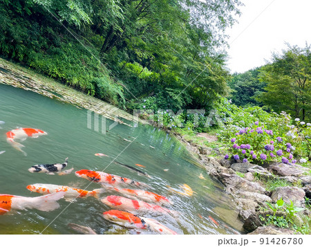 "あじさいの山寺"三光寺のマネの池-錦鯉と紫陽花のお寺_梅雨の岐阜観光 "あじさいの山寺"三光寺のマネの池-錦鯉と紫陽花のお寺_梅雨の岐阜観光 91426780