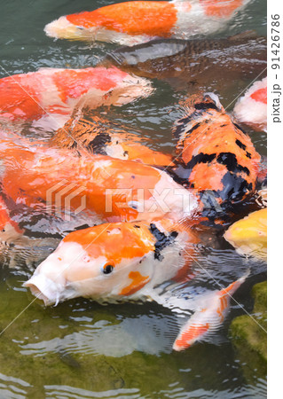 "あじさいの山寺"三光寺のマネの池-錦鯉と紫陽花のお寺_梅雨の岐阜観光 "あじさいの山寺"三光寺のマネの池-錦鯉と紫陽花のお寺_梅雨の岐阜観光 91426786