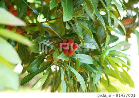 ヤマモモ① 91427001