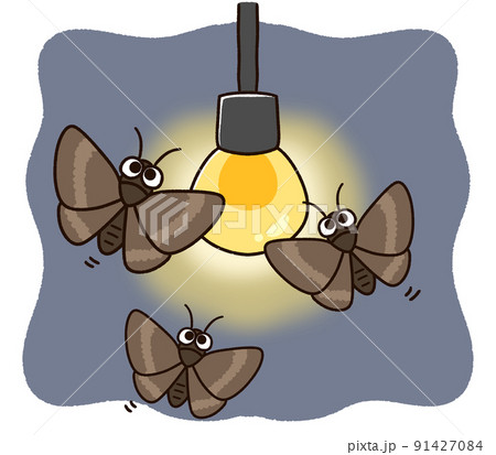電球に集まる蛾 電球に集まる蛾 91427084