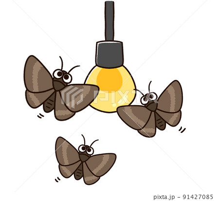 電球に集まる蛾 電球に集まる蛾 91427085