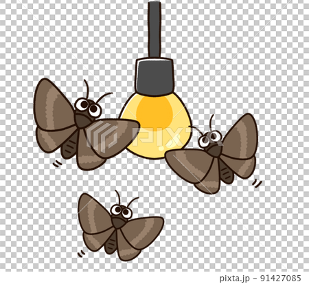 電球に集まる蛾 電球に集まる蛾 91427085