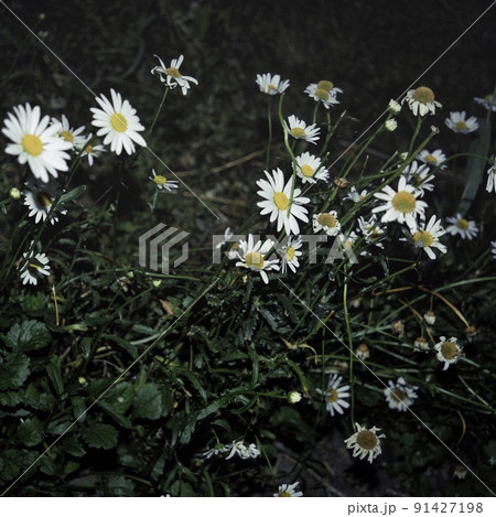 夜の花 夜の花 91427198