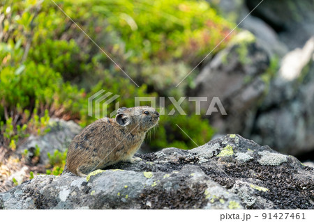 緑の草花に囲まれたガレ場で佇むエゾナキウサギの瞑想シーン 91427461