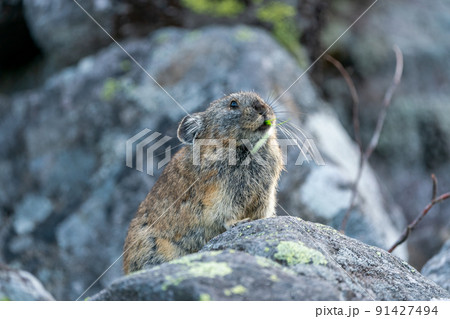 早朝のガレ場で植物を食べるエゾナキウサギ 早朝のガレ場で植物を食べるエゾナキウサギ 91427494