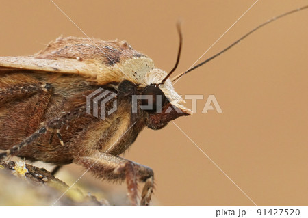 Facial closeup on a Large Yellow Underwing moth, Noctua pronuba sitting on wood Facial closeup on a Large Yellow Underwing moth, Noctua pronuba sitting on wood 91427520