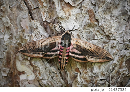 Closeup on the large Privet hawk-moth ,Sphinx pinastri sitting with open wings on a pine tree 91427525