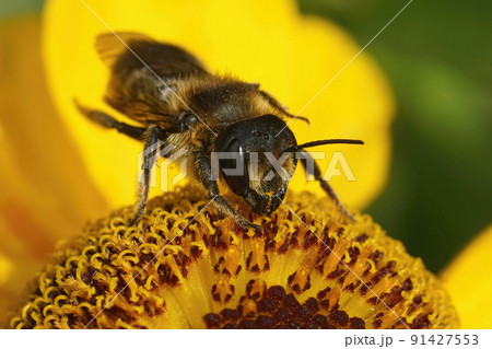 Closeup on a female Willughby's leafcutter bee, Megachile willughbiella, sitting on a yellow snnezeweed, Helenium flower 91427553