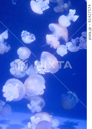 青く照らされた水槽を泳ぐクラゲの群れ 青く照らされた水槽を泳ぐクラゲの群れ 91427574