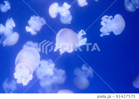 青く照らされた水槽を泳ぐクラゲの群れ 91427575