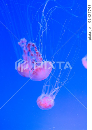 青く照らされた水槽を泳ぐピンク色のクラゲの群れ 91427743