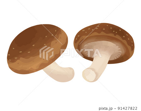 椎茸 【※ベクターデータについてコメント欄をご確認ください】 椎茸 【※ベクターデータについてコメント欄をご確認ください】 91427822